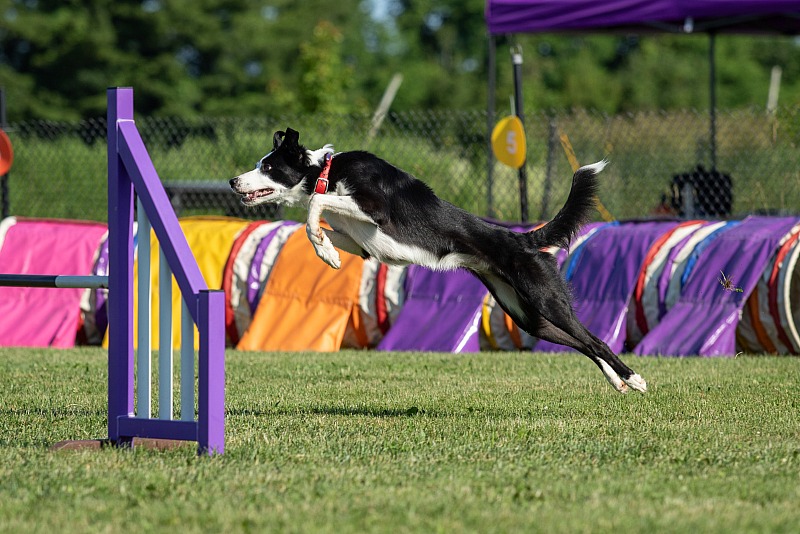 UKI Dogs on Campus - June 28 & 29