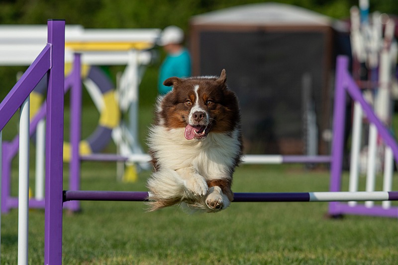 AAC Dogs On Campus - July 5 & 6